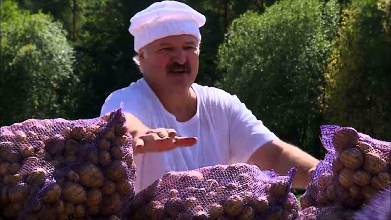 Лукашенко призвал срочно сажать картошку, «пока не стало слишком поздно»
Президент Беларуси обратил