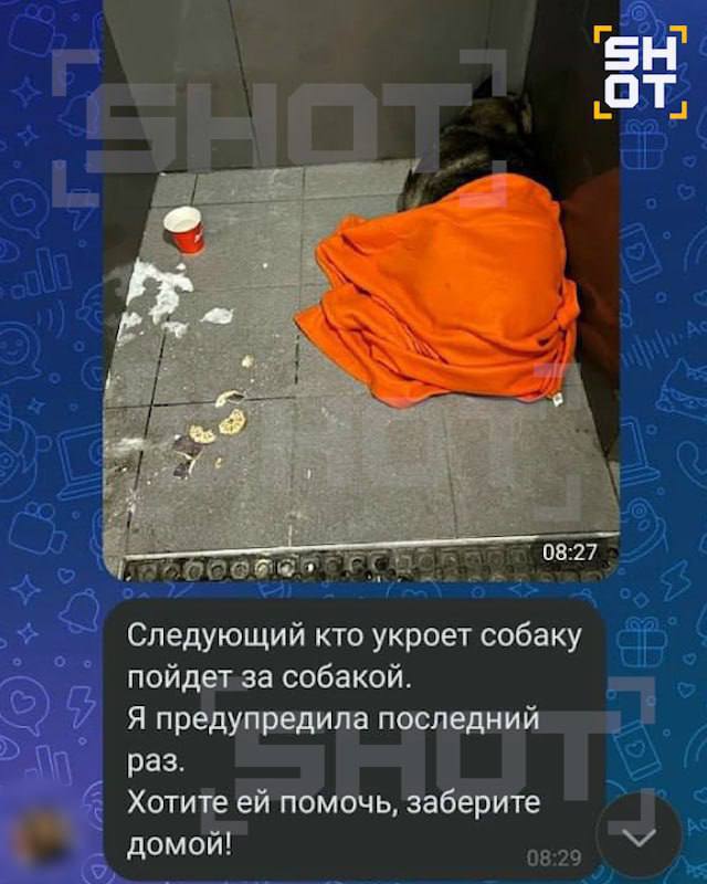 «Додо Пиццу» отменяют по всей России из-за увольнения курьера, который укрыл пледом замёрзшую собаку