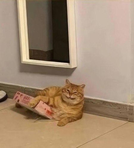 Рыжий кот стал новым мемом. Питомец хотел полежать в ко...