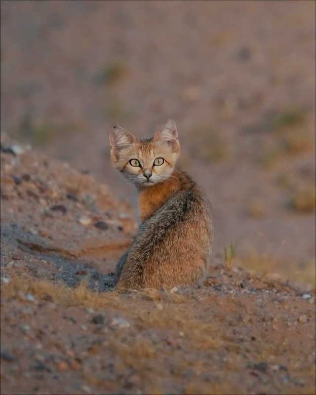 В пустыне сфоткали диких песчаных котеек — барханные ?...