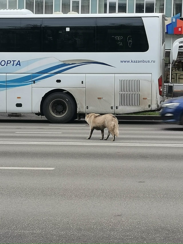 Никто не терял собаку? Бегает между Первомайской и Ста?...