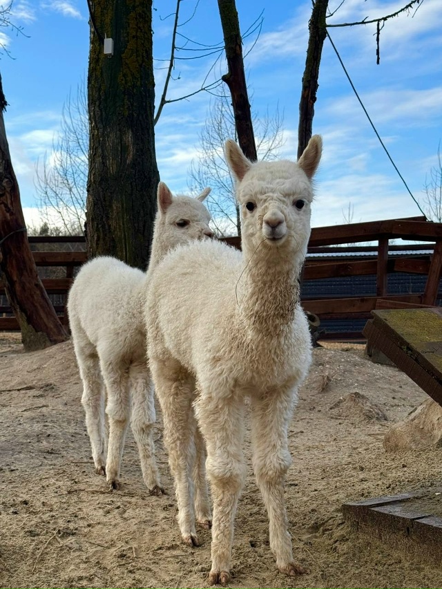 😌 Немного полюбуемся на этих пушистиков из Белого кол...