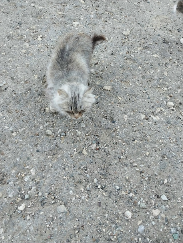 Пристраевается бездомная,молоденькая кошечка...Малышк...