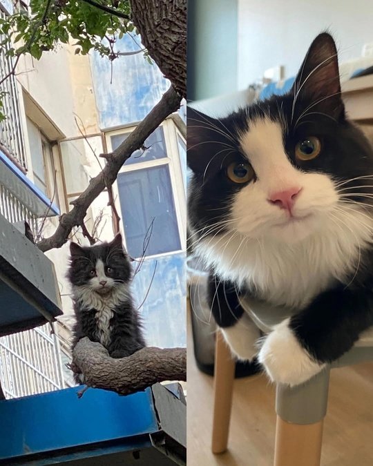 Как изменился малыш, которого я подобрал на улице… 🥺??...