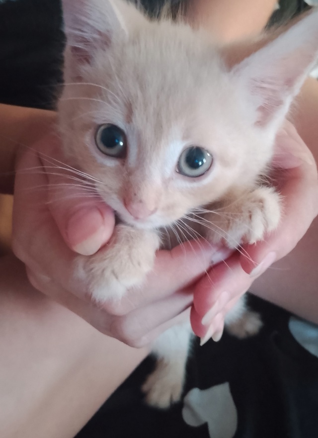 Отдам котят в добрые, хорошие, заботливые руки, кушают ?...
