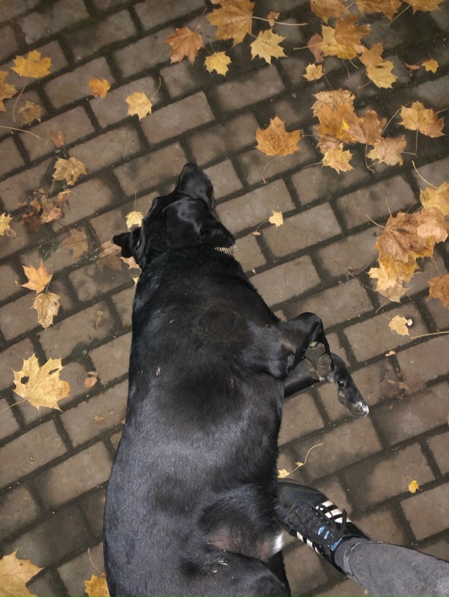 Чей потеряшка бегает в парке у Макс бургера?