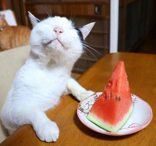 Здравствуй, август 🍉