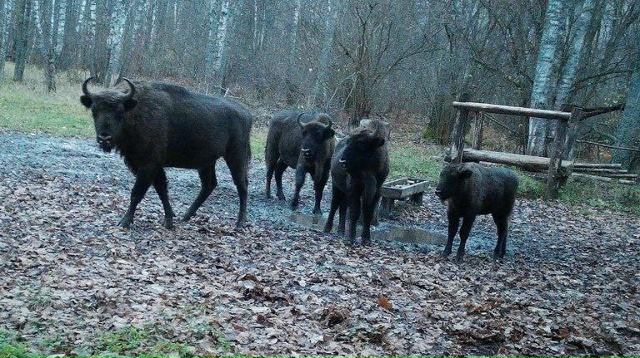 ‼️ Брянский лес – дом для двух тысяч зубров России
Ро...