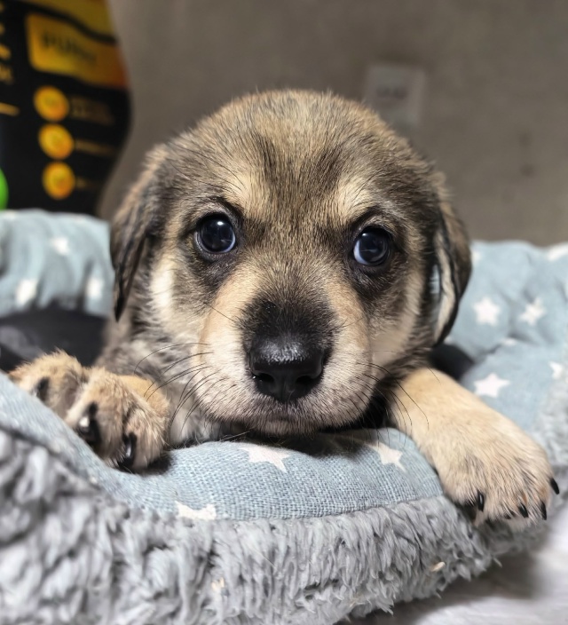 Очаровательная трогательная малышка ищет дом.
Щенок, ?...