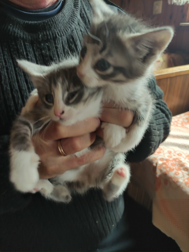 Здравствуйте, продолжаем искать дом для хвостиков. На ?...