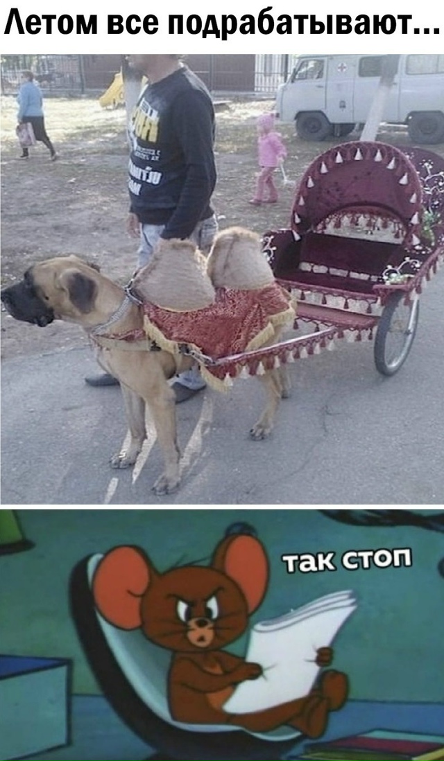 Безумные приколы