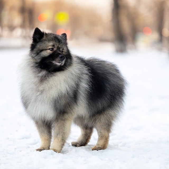 Разыскивается ❗️
Кличка Пуш, 4 года.
Кобель, порода ке...