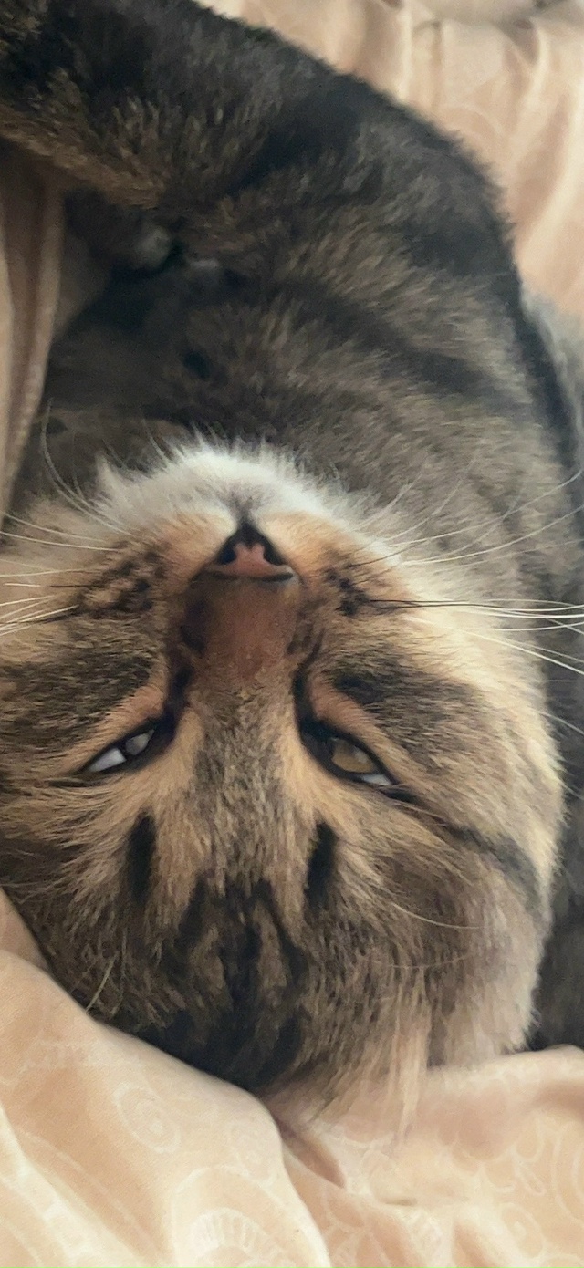 Сава. На самом деле кот грустинка. Постоянно в печали и ...