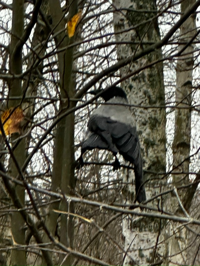 Напротив дома по адресу Ярославская 79, через дорогу, уж...