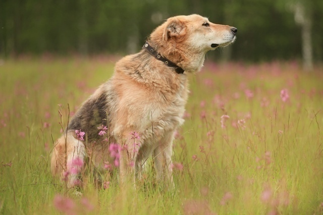 Санкт-Петербург и Ленинградская область
Моня: Десять л...