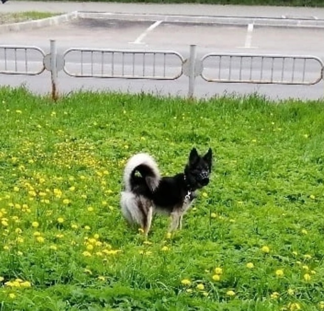 ПОСЁЛОК ВЕРХ НЕЙВИНСК, СНТ5
13 ИЮЛЯ ДНЁМ С ПРИВЯЗИ СБЕЖА?...