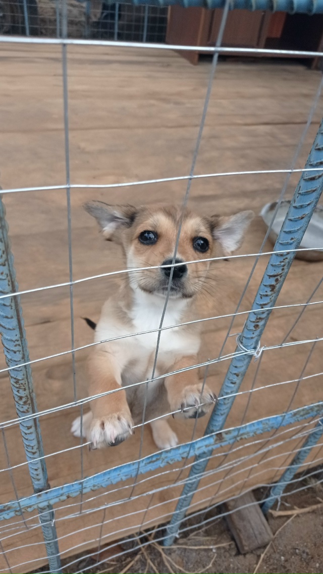 Щенки ищут новый дом.
Щенкам 2,5 месяца.ДЕВОЧКИ. Кушают ?...