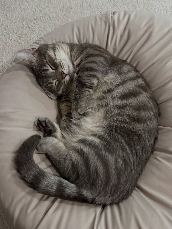 Споть :3