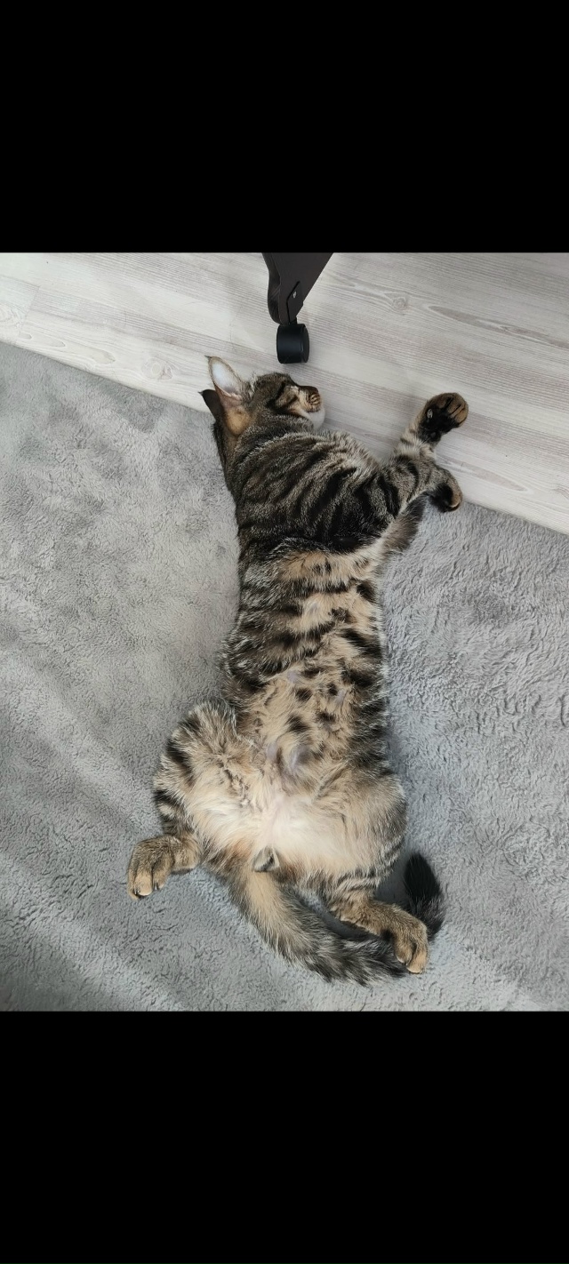 Ищем кота Потерялся в июле на второй заре ул. Солнечная...