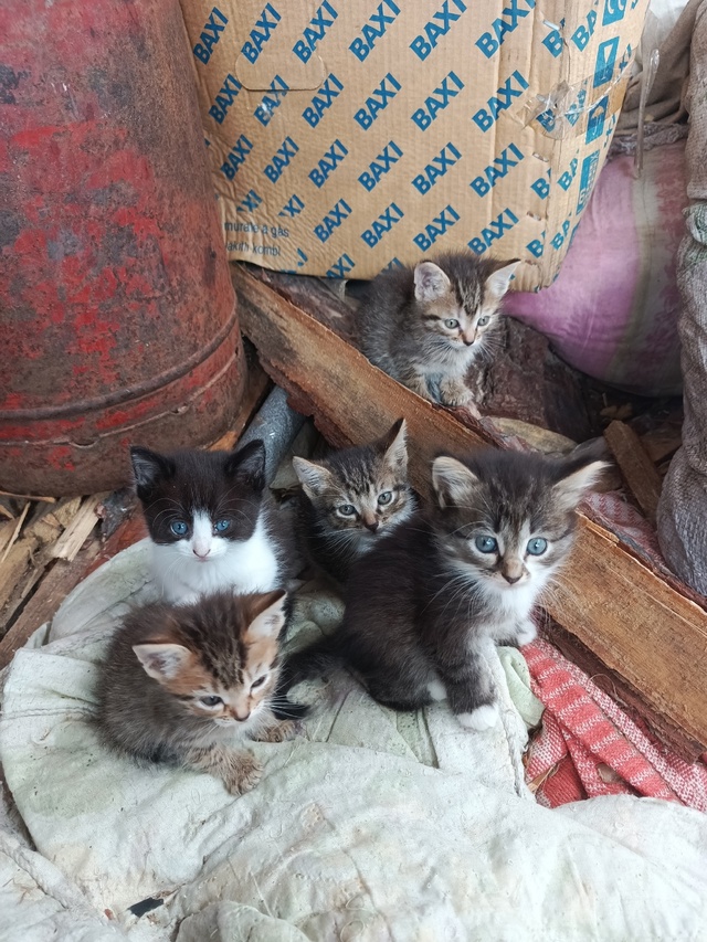 Котятки ищут любящую семью)
Все умнички)