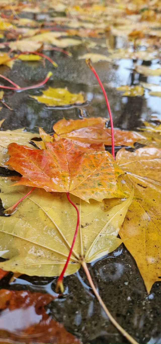 Улыбнись и подумай-какая красивая ОСЕНЬ
Сколько СВЕТА ...