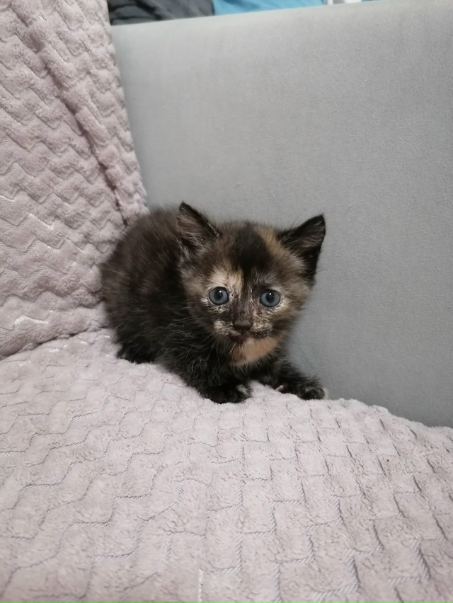 Отдам 2 кошечки, родились 7 сентября. Все вопросы в лс.