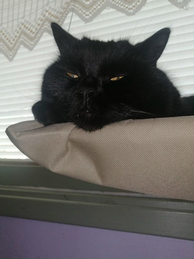 Мои брутальные ребята... Мои хозяева в доме... Мои хвоста...