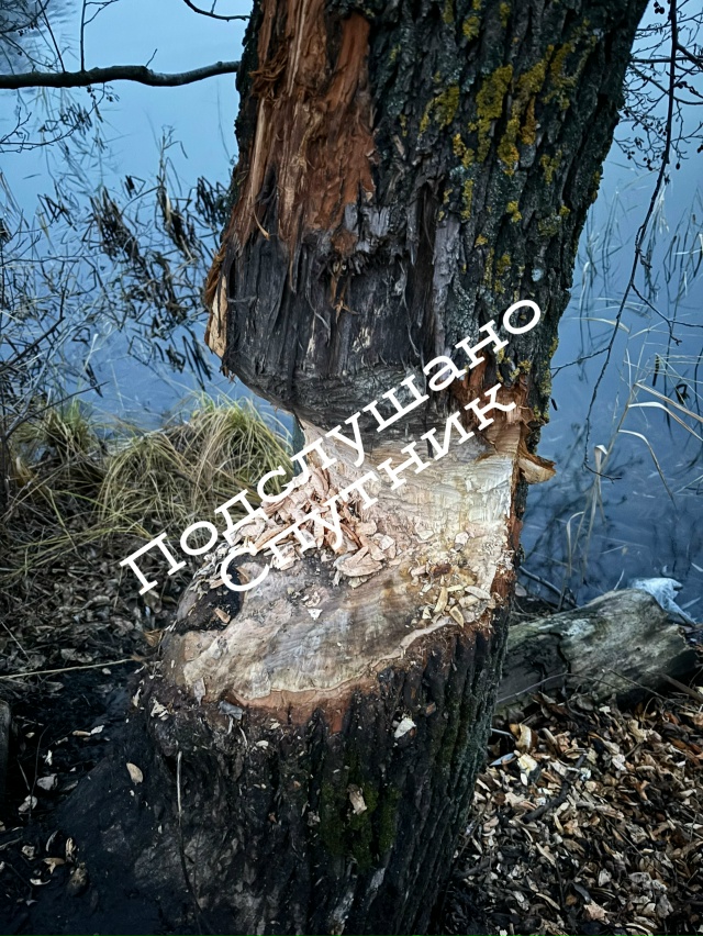 Какой классный стоматолог у этого бобра, обитающего в ?...