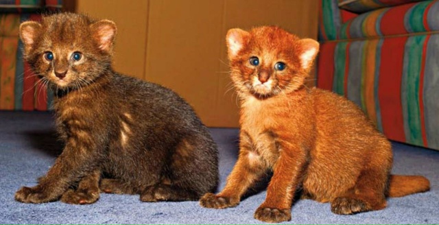 Ягуарунди — скрытные хищники Центральной Америки, ген...