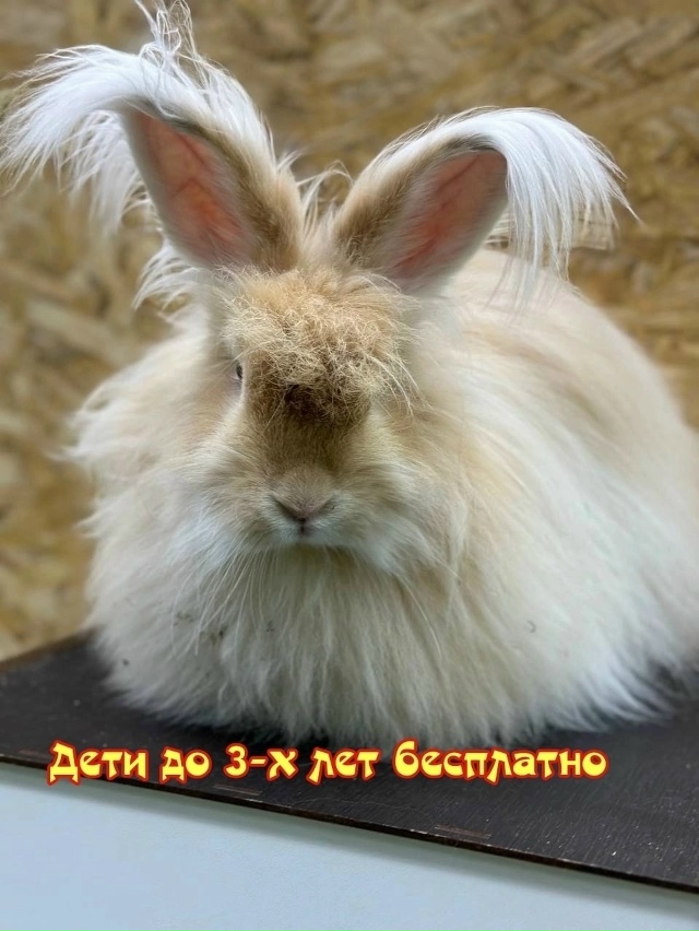 Воронеж, приглашаем посетить мимимишную и пушистую вы...