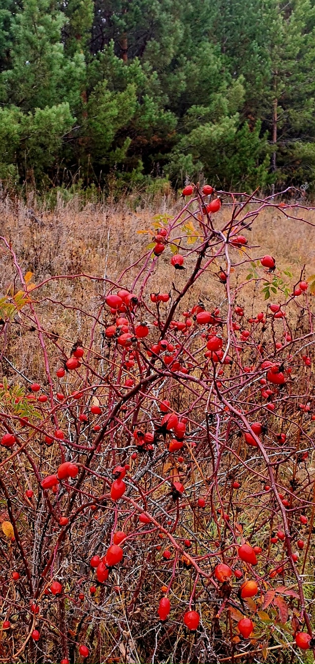 Лес утонул в густом тумане...Зрелище скажу такое- таинс?...