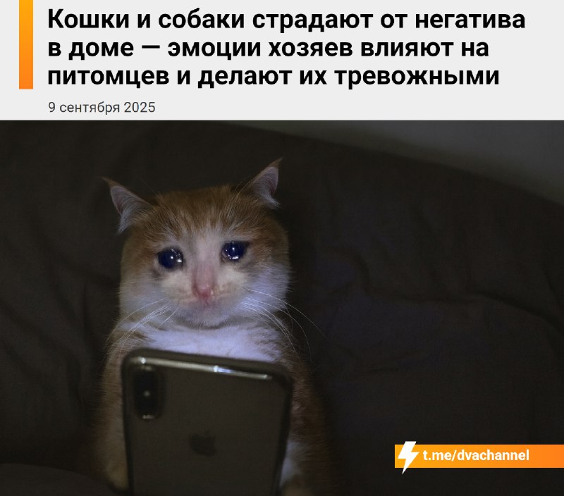Кошки и собаки страдают от напряжённой атмосферы дома — эмоции хозяев влияют на питомцев и делают их