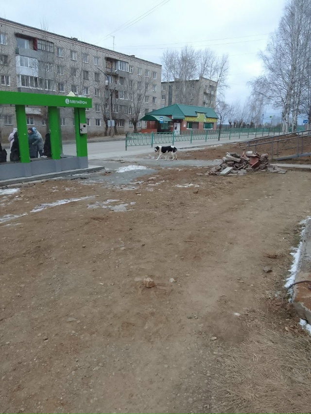 здравствуйте, на минвате алабай девочка бегает, может ?...