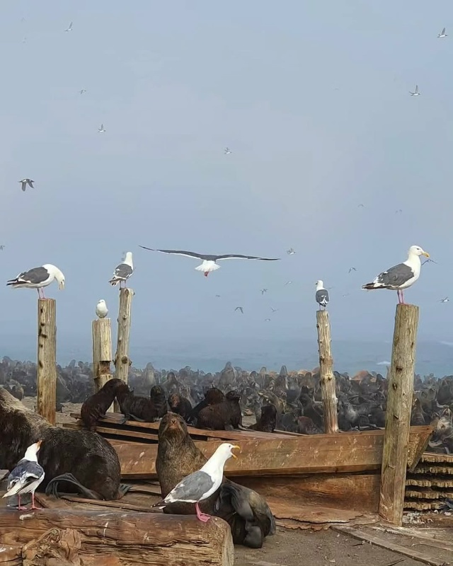 Остров Сахалин 🇷🇺