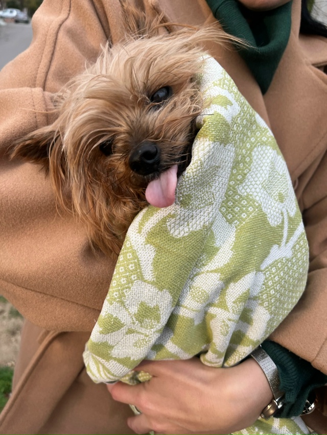 Найден Йорк в Евпатории в районе Дельфинария. Девочка. ...