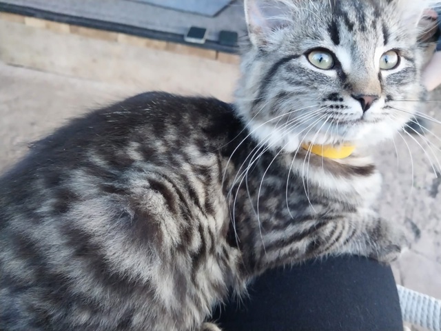 Пропал кот!
В диапазоне ул. Октябрьская, пропал вечеро?...