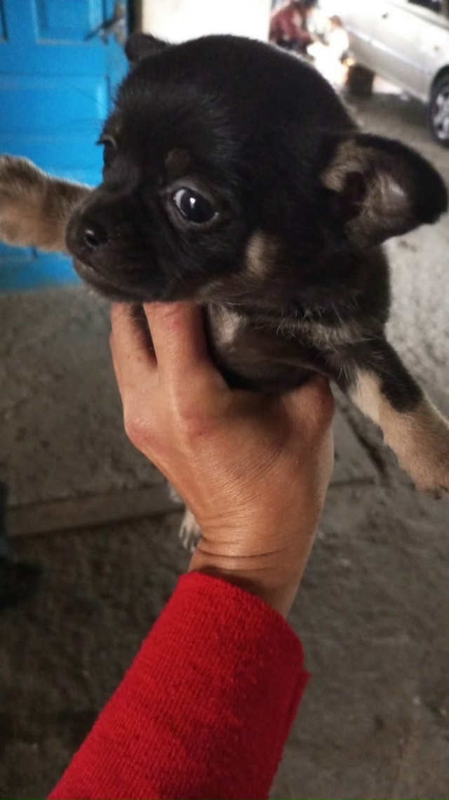 Отдам щенка девочка мама пекинес папа той-терьера щено...