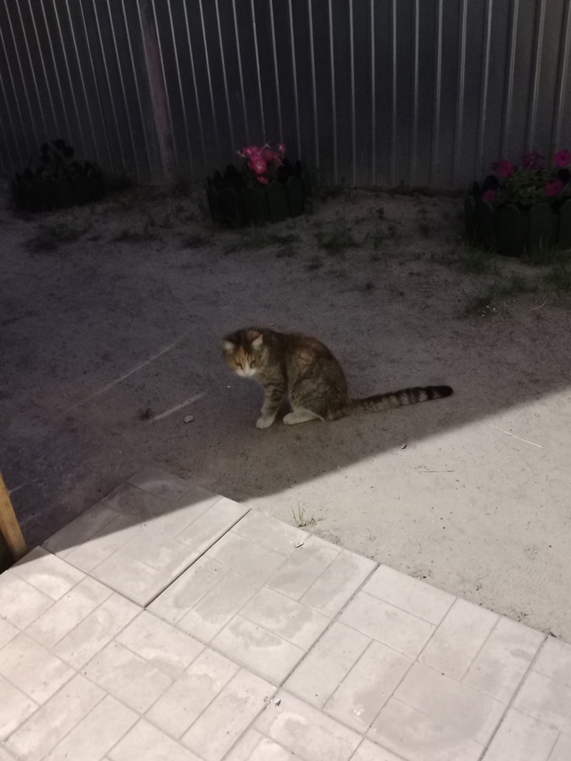 Может у кого-то потерялась кошечка? Район ПМК, или може?...