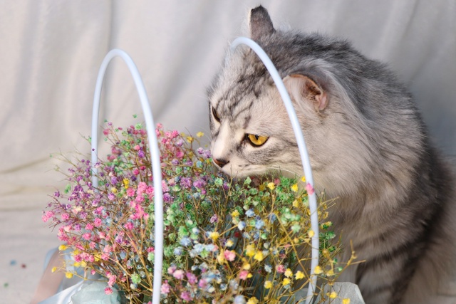 Витас⭐️шикарный крупный кот с наикрасивейшей шевелю?...