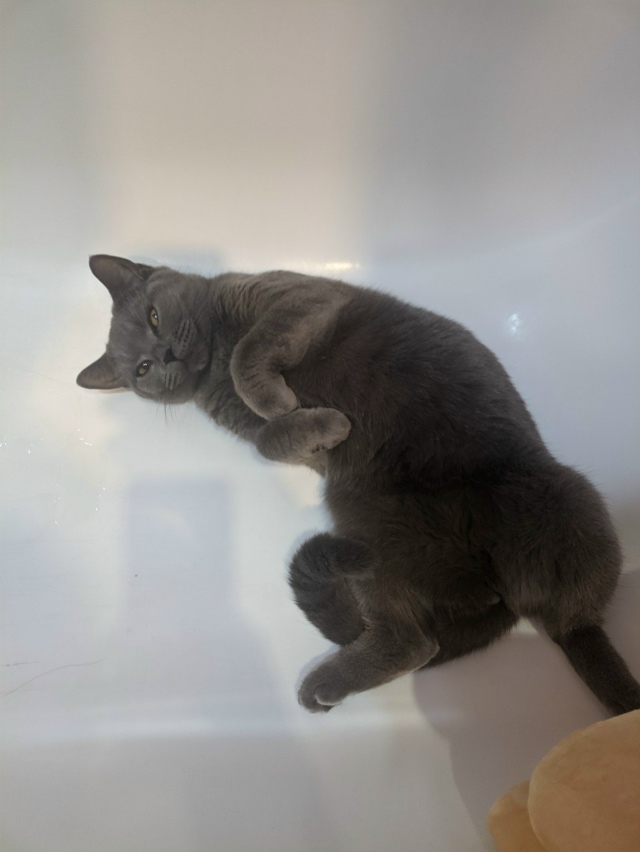 Пост для животных 🐕🐕🐕
Чем занимаются ваши питомцы, ?...