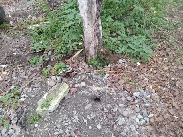 В начале лета на ул.Северной д.22 сделали контейнерную п...