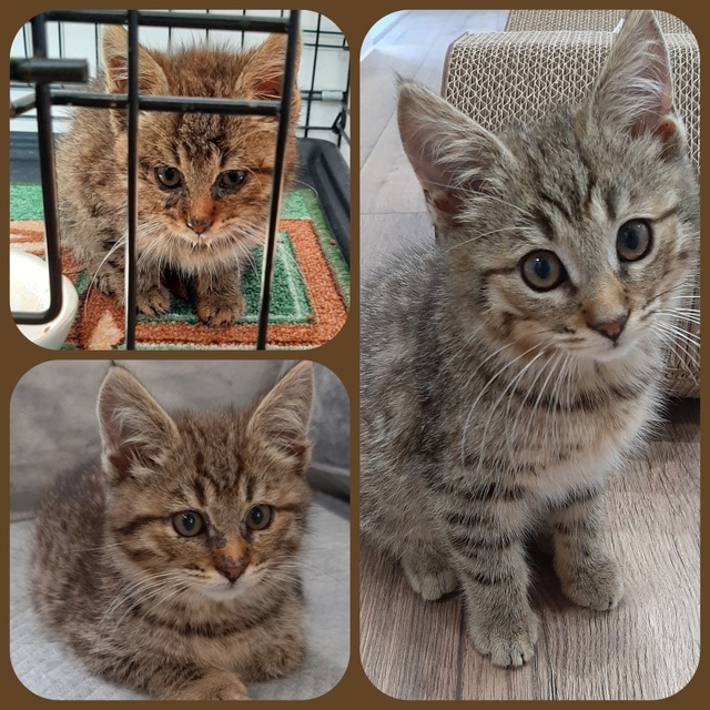 Вашему вниманию - брелок от тигра! 🐯
Играет со всем, чт...