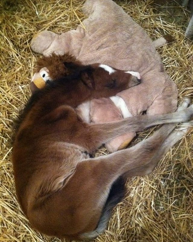 У некоторых лошадей есть свои мягкие игрушки для эмоци...