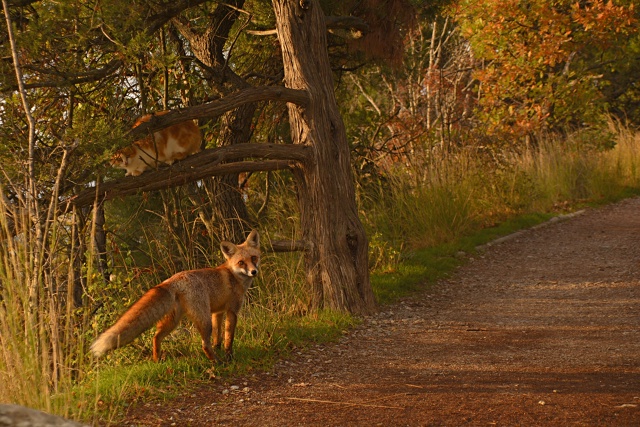 Фауна Солнечной тропы, встреча холёного кота и лисицы.....