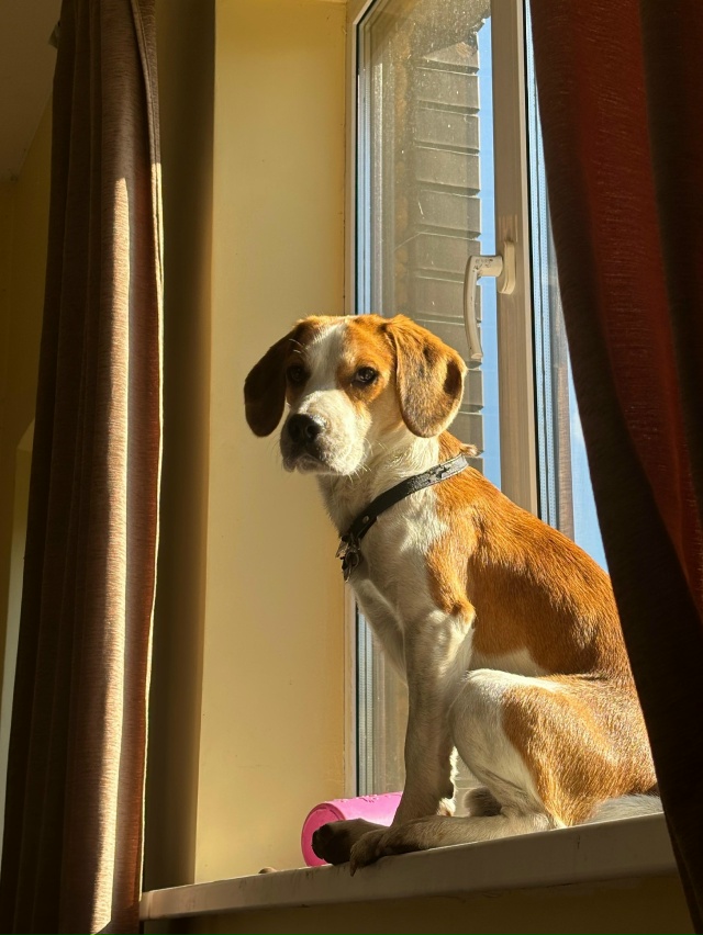 Пропал бигль, Чарли. Ориентировачно Авсюнино
Добрый, н?...