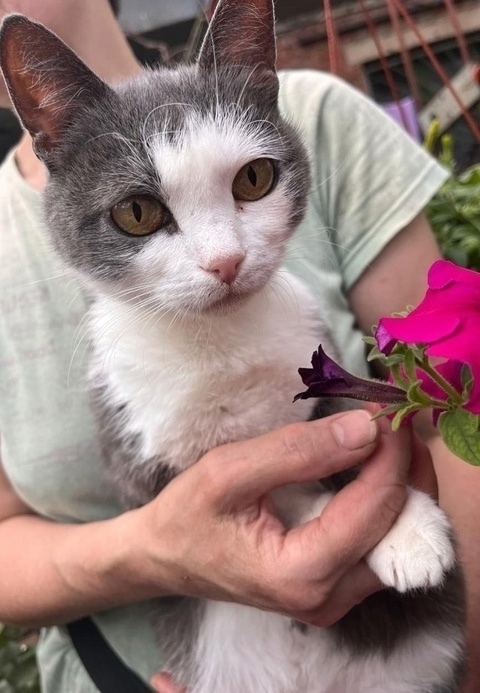 Это не просто кошка - это живая энергия с достоинствами...