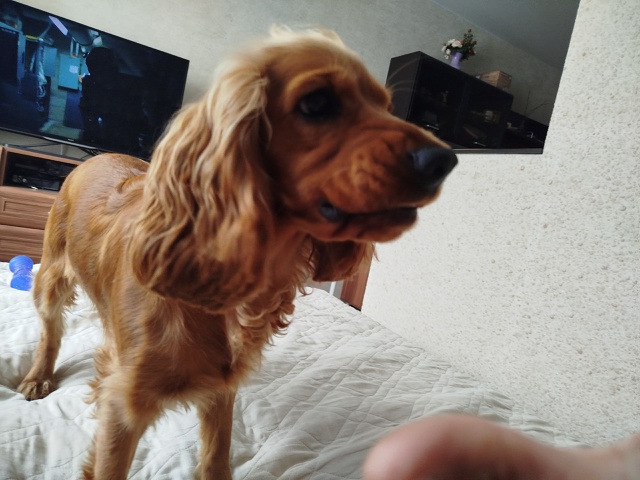 Потерялся спаниель, девочка. Убежала в районе ул. Кали...