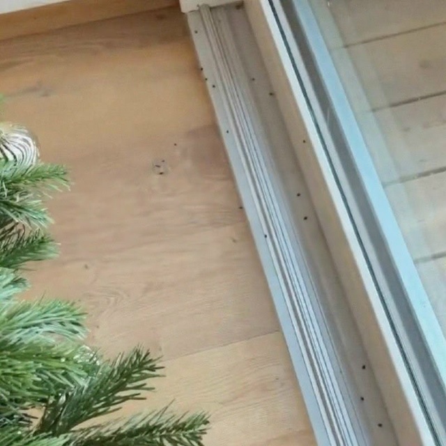 «Ëлочные» клещи атакуют квартиры россиян — паразиты п...