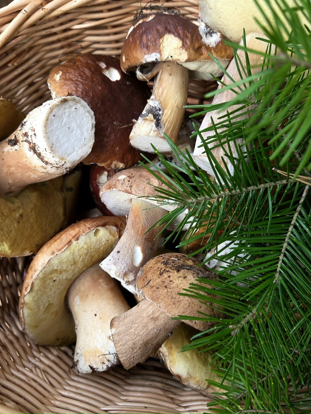 Как думаете есть ли ещё грибы в лесу?
Фото: Ира Мальцев...