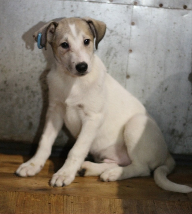 Вот такой чудесный малыш ждёт свой Звёздный час под ?...